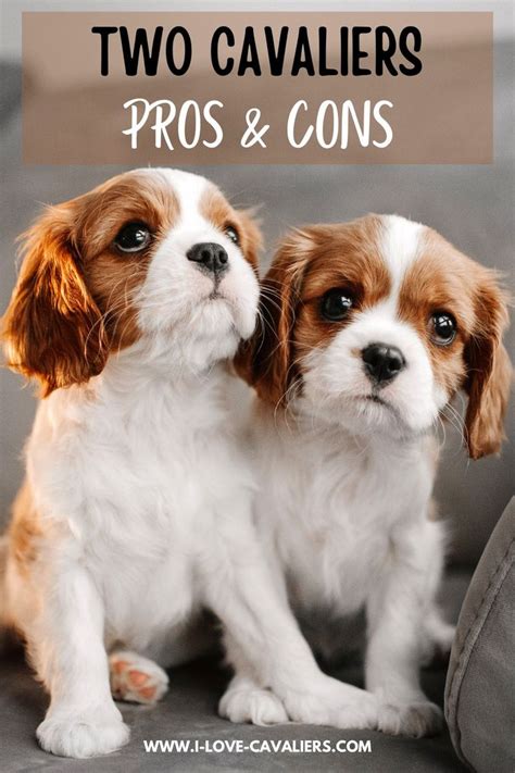 king charles spaniels pros and cons